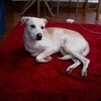 BILLY